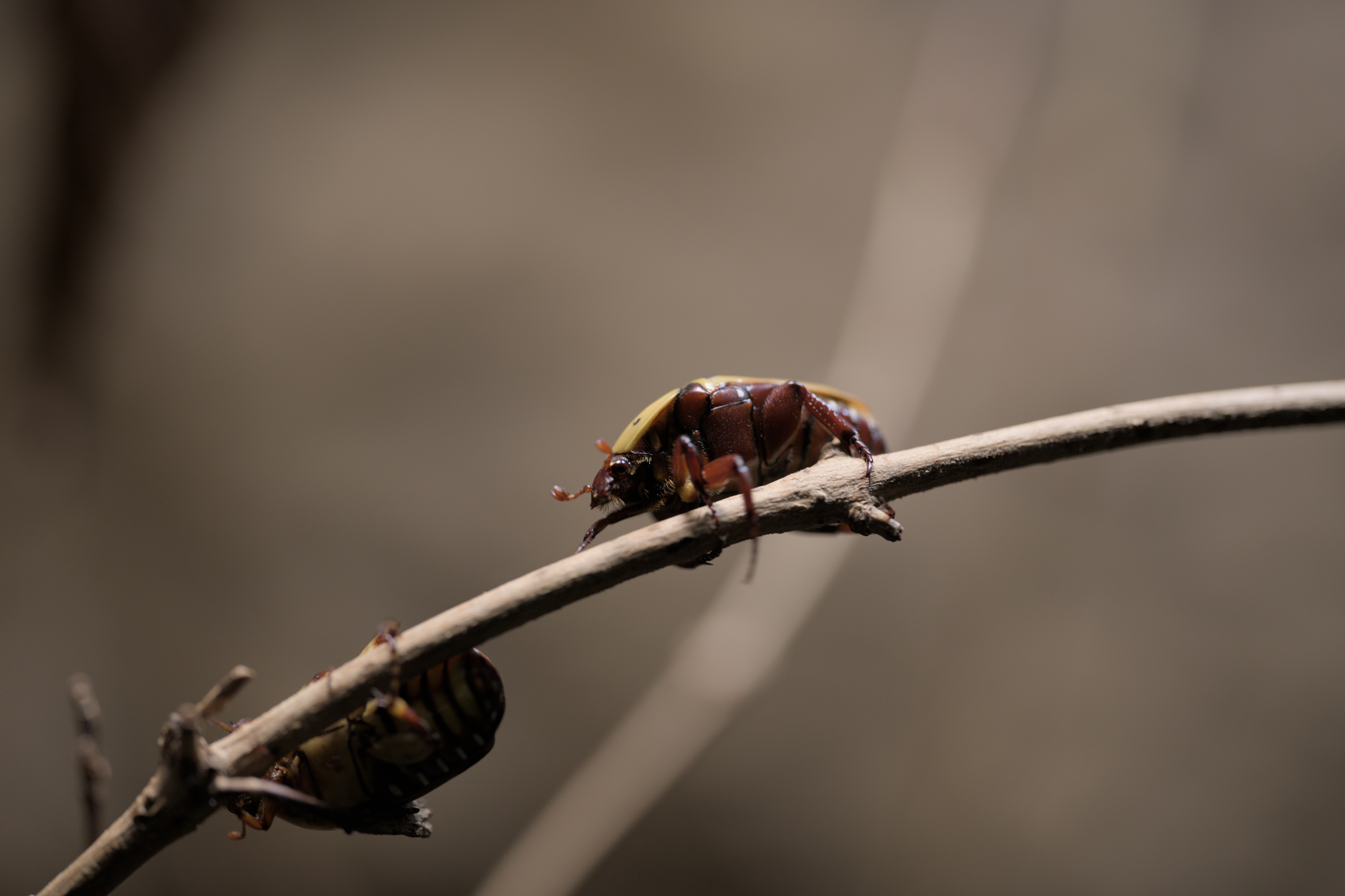 2025/10/12 - zoo/DSC_0239.jpg